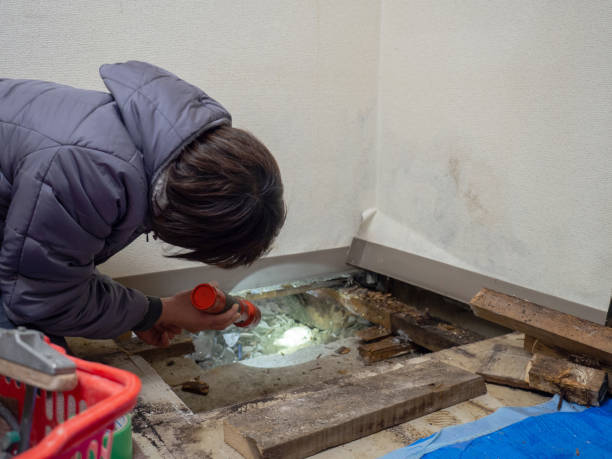Best Mold Odor Removal Services  in Brookville, NY